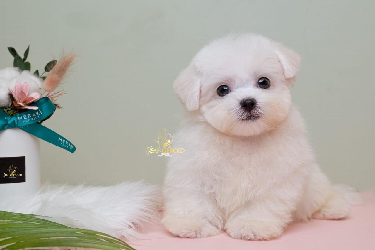 Bichon Frise puppies from Mumbai. Breeder: Swapnil